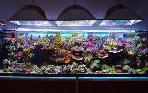 Marine Tank Setup